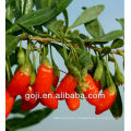 2013 new crop GOJI BERRIES